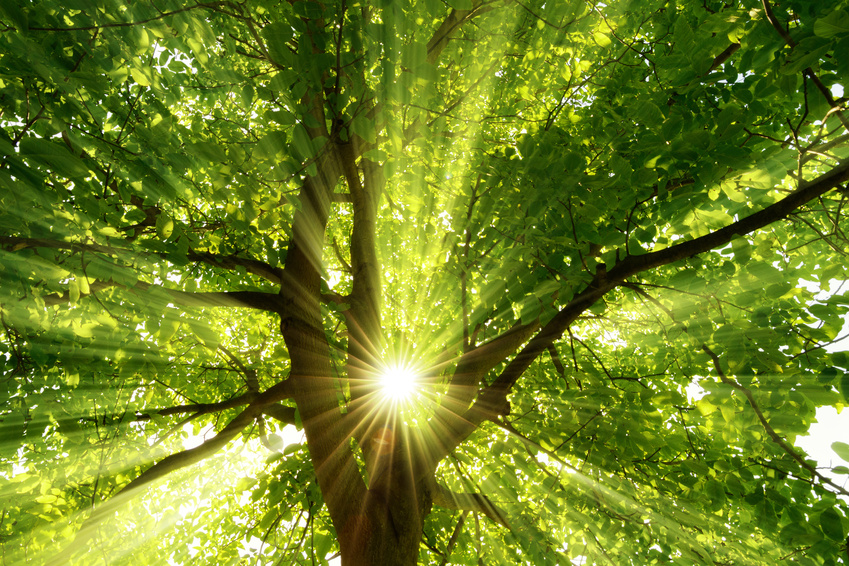 Ein Frühling voller Energie