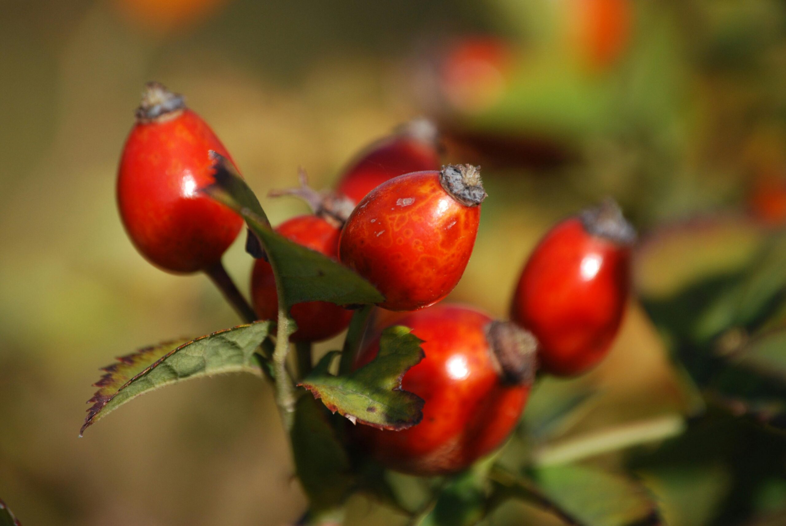 Lebensmittel des Monats Oktober